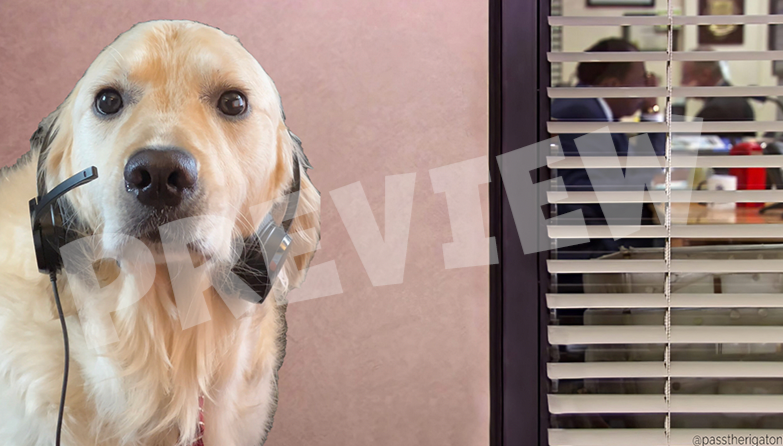 The Office… But With More Dog Hair - Free Virtual Background