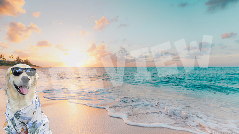 This Meeting Could Have Been a Beach Day - Free Virtual Background