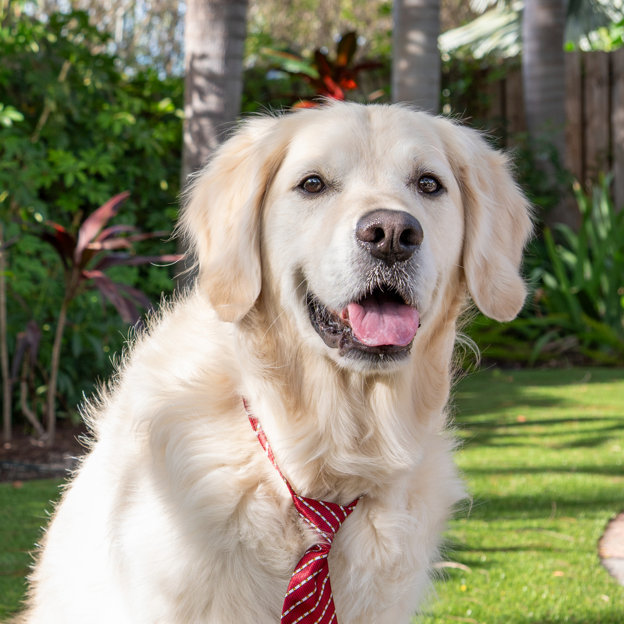 Everything we use to make work and dog life calmer, easier, and more fun.